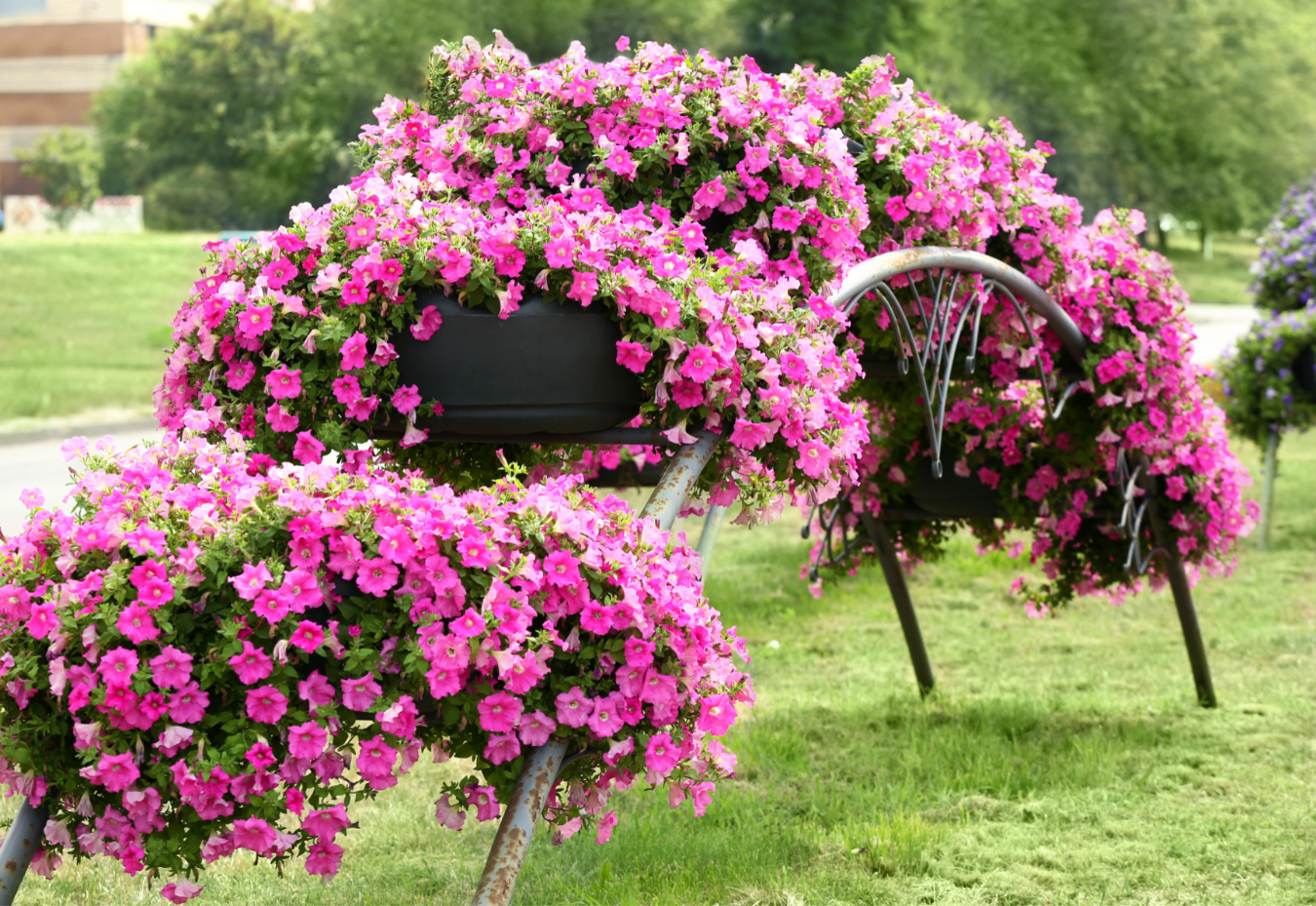 Bedful of flowers